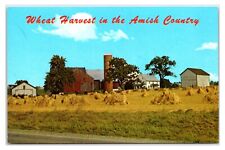 Vintage 1950s- Amish Wheat Harvest - Lancaster, Pennsylvania Postcard (UnPosted) picture