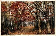 Autumn Woodland Forest Leaves Fall Path Trees Detroit Co Publishing Postcard picture