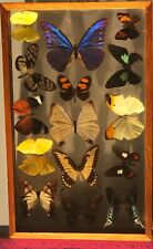 FRAMED 15 COLORFUL GORGEOUS IRIDESCENT BUTTERFLIES MOTHS REAL MOUNTED SPECIMENS picture