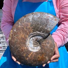 6.99LB Natural conch Fossil slice Sea Conch Crystal Mineral Specimen 1447 picture