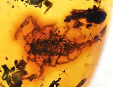 Rare nearly complete Scorpion, Fossil Insect inclusion in Burmese Amber picture