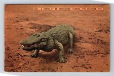 St Petersburg FL-Florida, Native Alligator, Antique, Vintage Postcard picture
