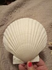 Giant Rare Lions Paw Shell And Large Conch Flared Shell Can Ship Immediately  picture