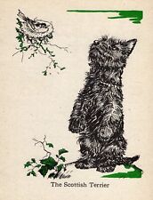 1940 Antique Scottish Terrier Print Vintage Diana Thorne Scottie Dog Print 5452a picture