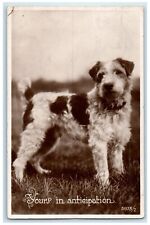 1957 Fox Terrier Dog Peterborough Ontario Canada RPPC Photo Vintage Postcard picture