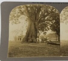 Private Photo Stereoview 1911 Caribbean Barbados Silk Lace Tree West Indies #29 picture