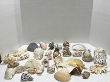 Super Cool Seashell Lot Collection See VIDEO 👀 picture