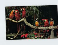 Postcard Beautiful Parrots Parrot Jungle near Miami Florida USA picture