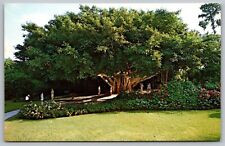 Banyan Tree Florida Cypress Gardens Flower Floral Bush Park Vintage UNP Postcard picture