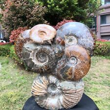 23.71LB TOP Natural Beautiful ammonite fossil conch Crystal specimen heals 1212 picture