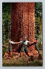 CA-California, A Giant Pine Tree, Antique Vintage Souvenir Postcard picture