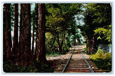 c1910 Railway Trees Mt. Tamalpais California CA Unposted Antique Postcard picture