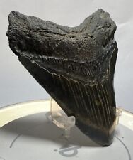 Authentic LARGE Ancient Fossil Megalodon Tooth, All Natural and Fully Intact picture