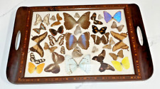 FF- Misc - ENTOMOLOGY, REAL BUTTERFLIES Moths Flowers  , Vintage Glass Tray picture