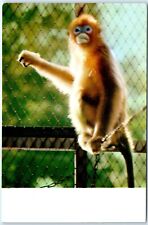Postcard - Golden-Haired Monkey picture