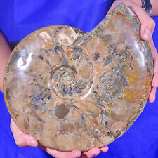 9.43LB Natural ammonite fossil conch cluster crystal specimens healed picture