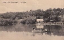 Postcard Royal Palms from Paget Bermuda  picture