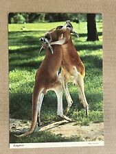 Postcard Australia Australian Boxing Kangaroos Fighting Vintage PC picture