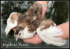 110+ Tuxedo Corurnix Quail Hatching Eggs By Myshire. 3 Different Color Varieties picture