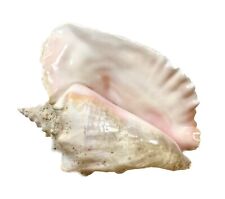 Large Conch Seashell Spiral Pink White Ocean Seashell Beach Queen Natural 11