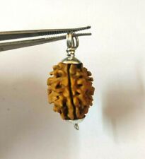 3 Three Mukhi Rudraksha Pendent In Pure Silver A+ Quality India Origin Energized picture