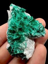 Fibrous Brochantite Crystals: Milpillas Mine. Sonora, Mexico 🇲🇽 picture