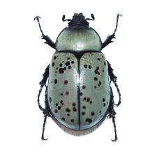 Dynastes granti female REAL BEETLE ARIZONA UNMOUNTED PACKAGED picture