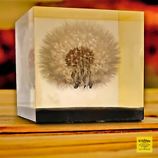 Clear Acrylic Paperweight with Enclosed Dandelion - Vintage 1960's picture