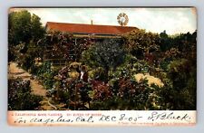 CA-California, California Rose Garden, Antique Vintage Souvenir Postcard picture