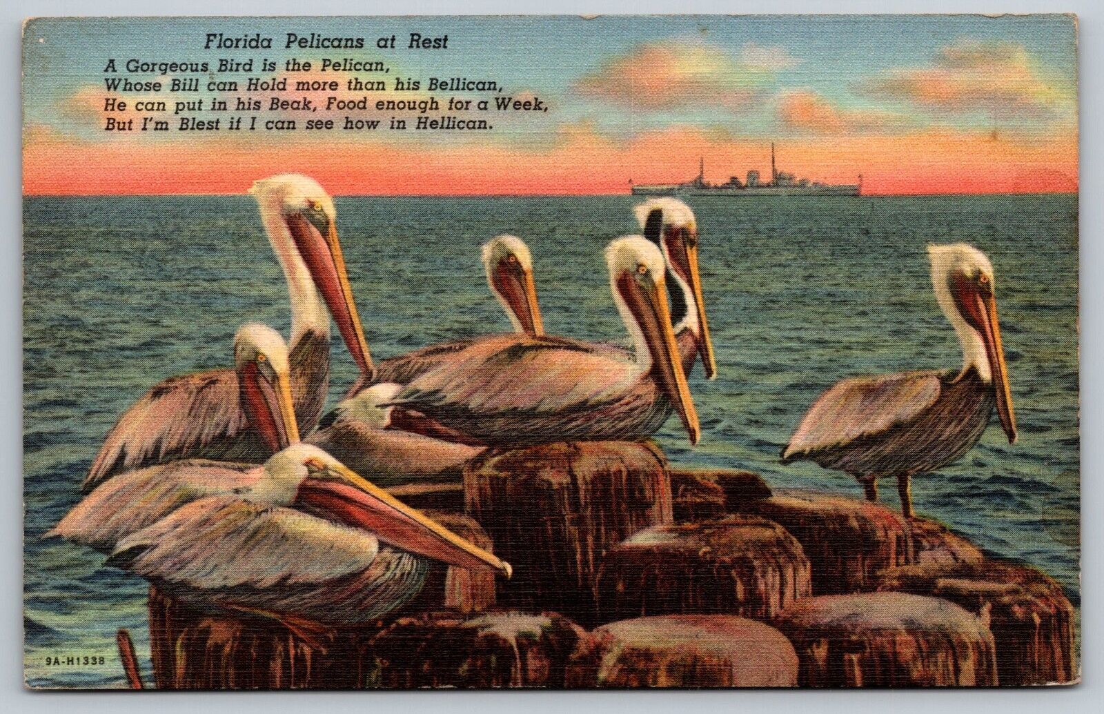 Antique Postcard Florida Pelicans At Rest
