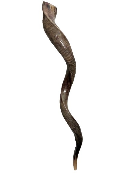 Shofar Yemenite Kudu Horn XXL 40”-44” New KOSHER Half Polished USA Shofar Yemenite Kudu Horn XXL 40”-44” New KOSHER Half Polished USA