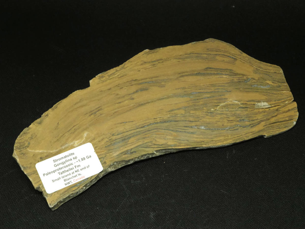 Stromatolite  Gongylina sp.   215g  Canadian   Paleoproterozoic   Precambrian