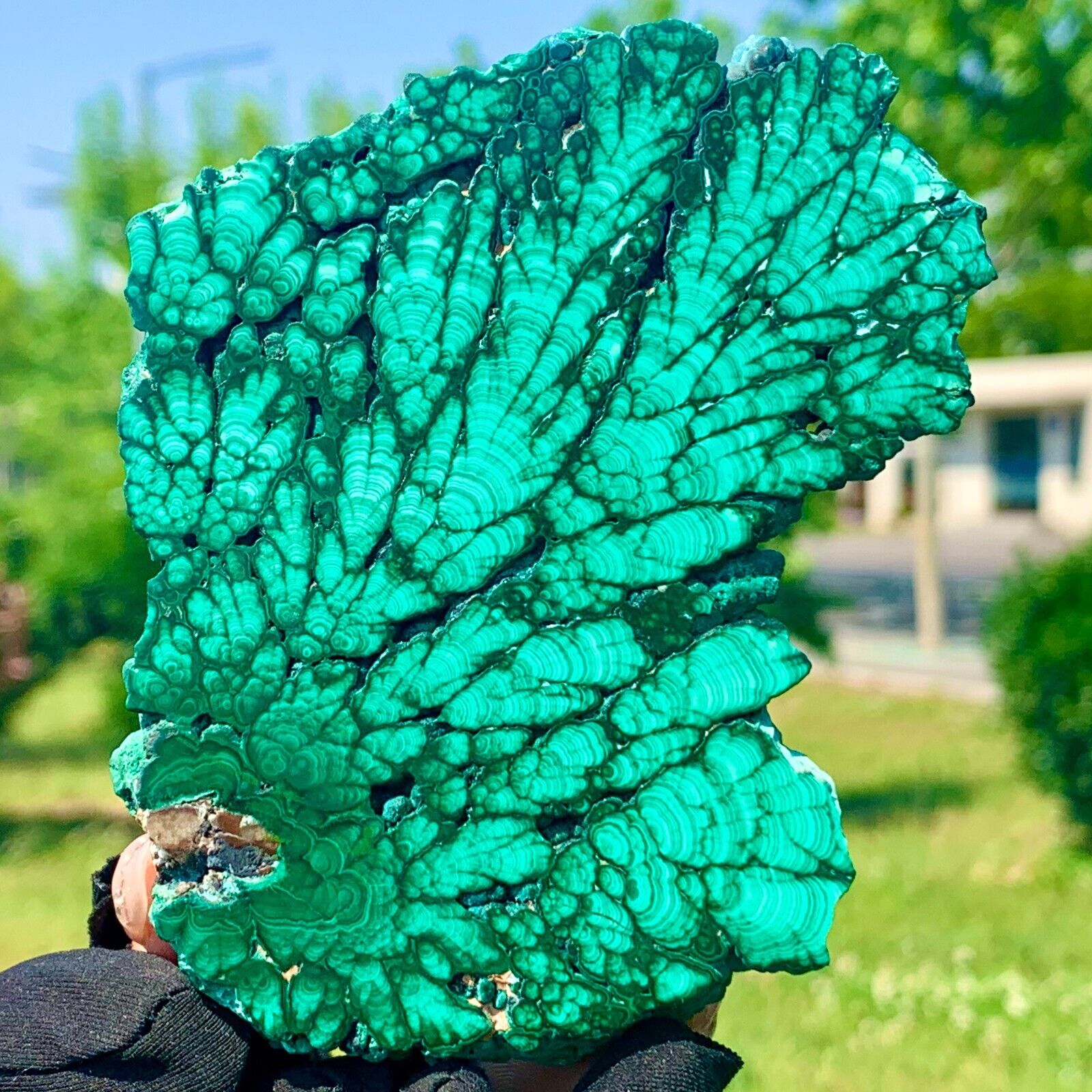 265G  Natural Malachite transparent cluster coarse mineral sample