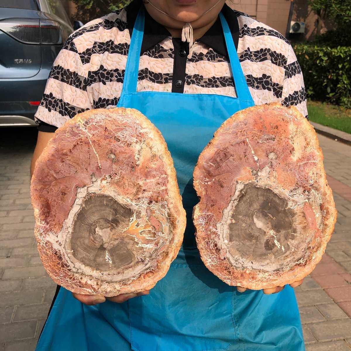 2pcs 7.12LB Natural Petrified Wood Crystal Fossil Slice Crystal Specimen 6167