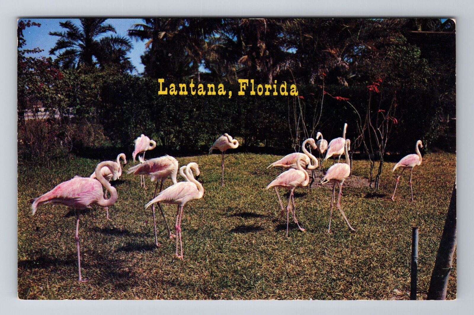 Lantana FL-Florida, Scenic View Of Flamingos, Antique, Vintage Postcard