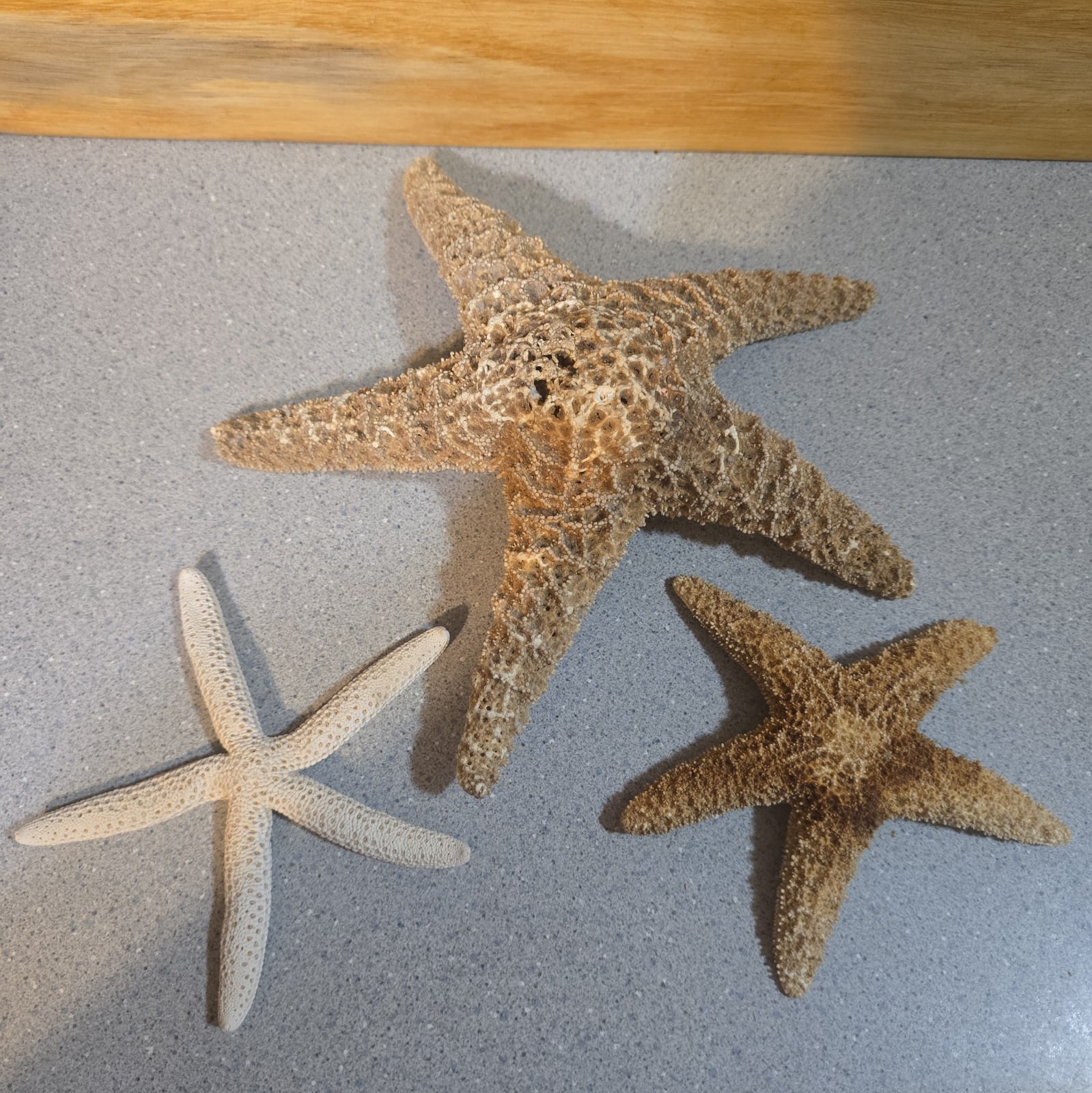 Vintage Large Dried Seastars, Authentic Florida Coast 1986 Beach Finds Set Of 3 Vintage Large Dried Seastars, Authentic Florida Coast 1986 Beach Finds Set Of 3