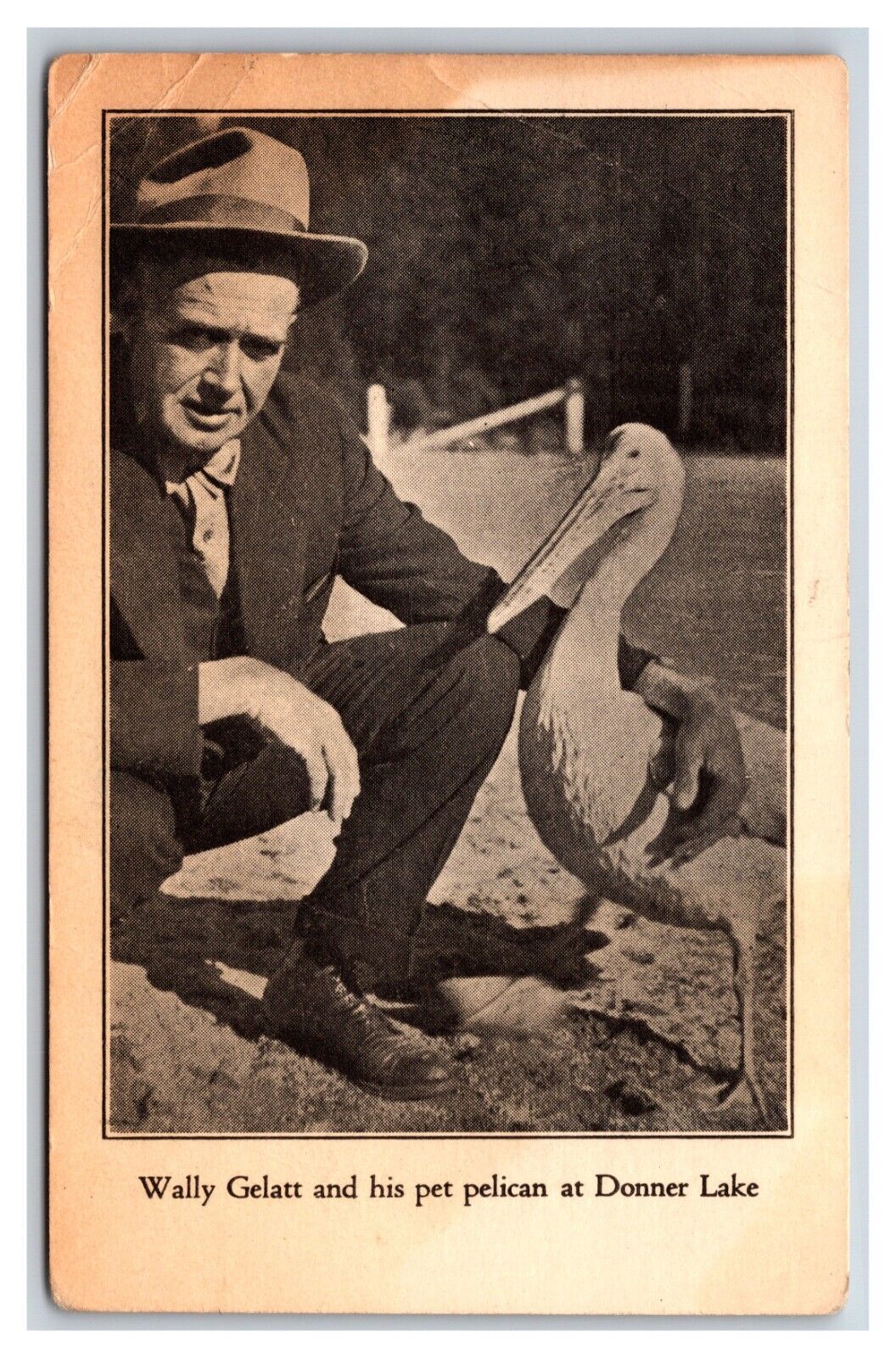Wally Gelatt and His Pet Pelican Donner Lake Nevada NV UNP DB Postcard V4