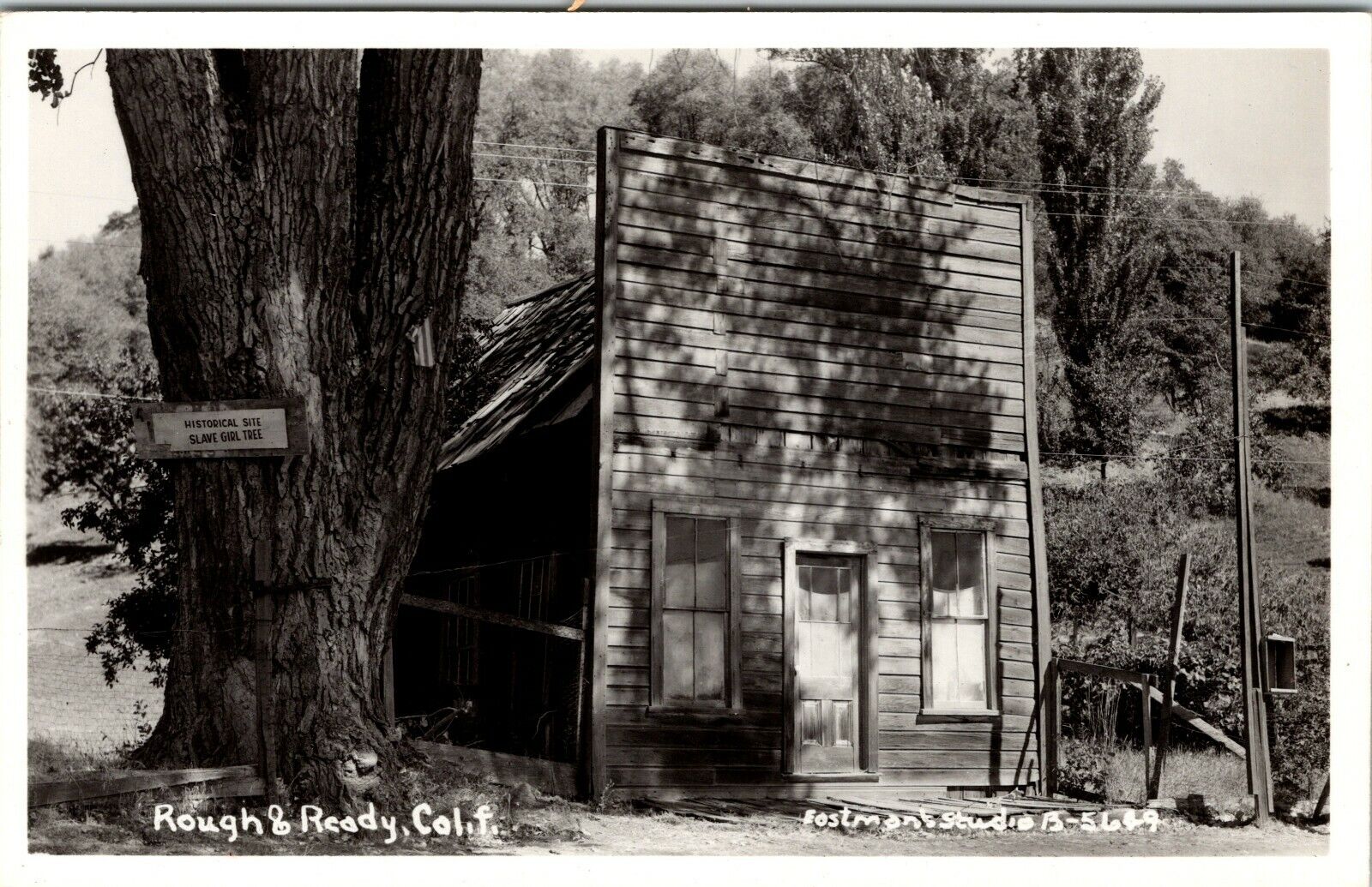 Rough And Ready California Slave Girl Tree RPPC Antique Postcard 