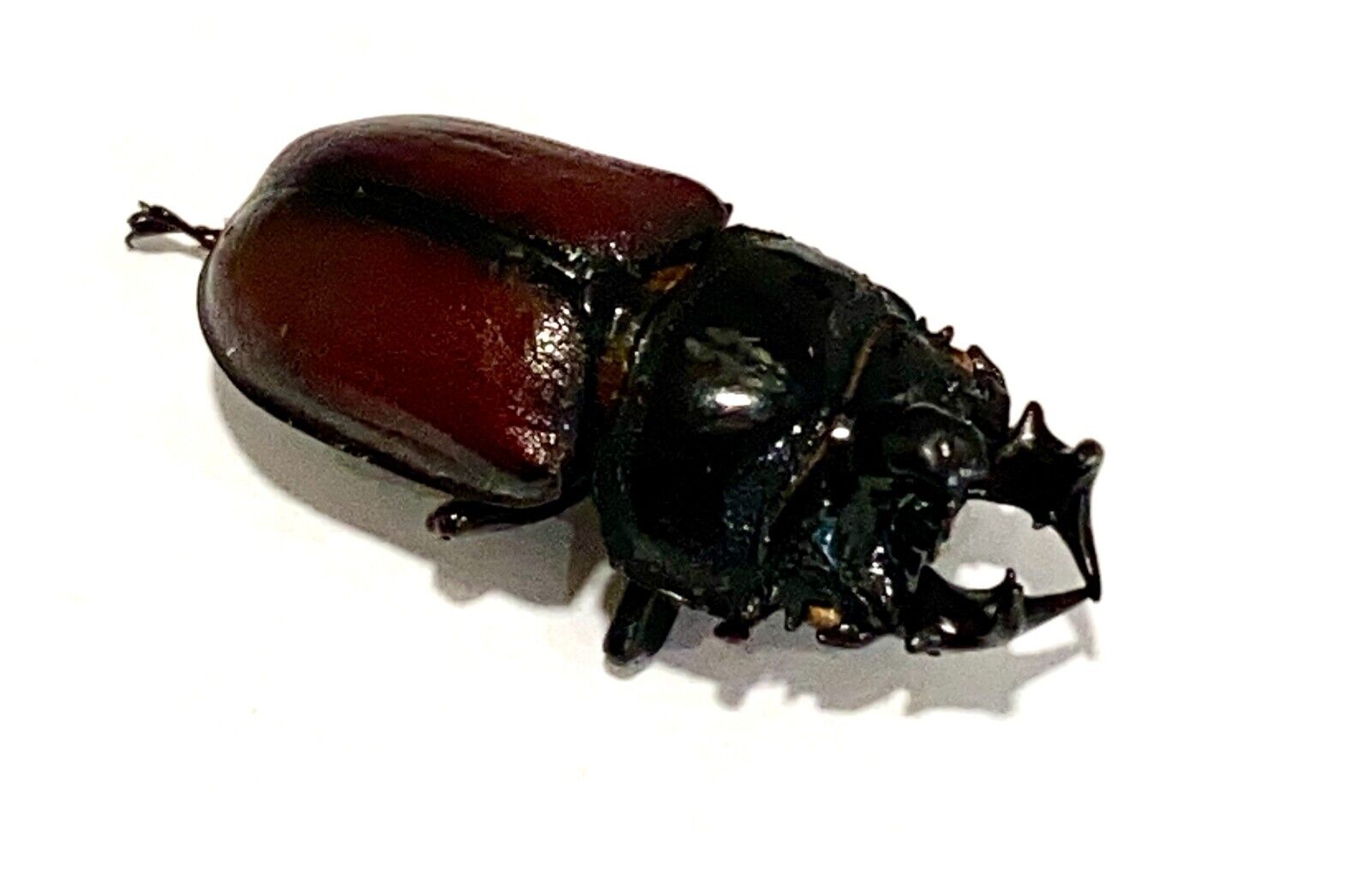 Insect Beetle Coleoptera Lucanidae Rare Dendezia renieri-30 mm-XXL Size