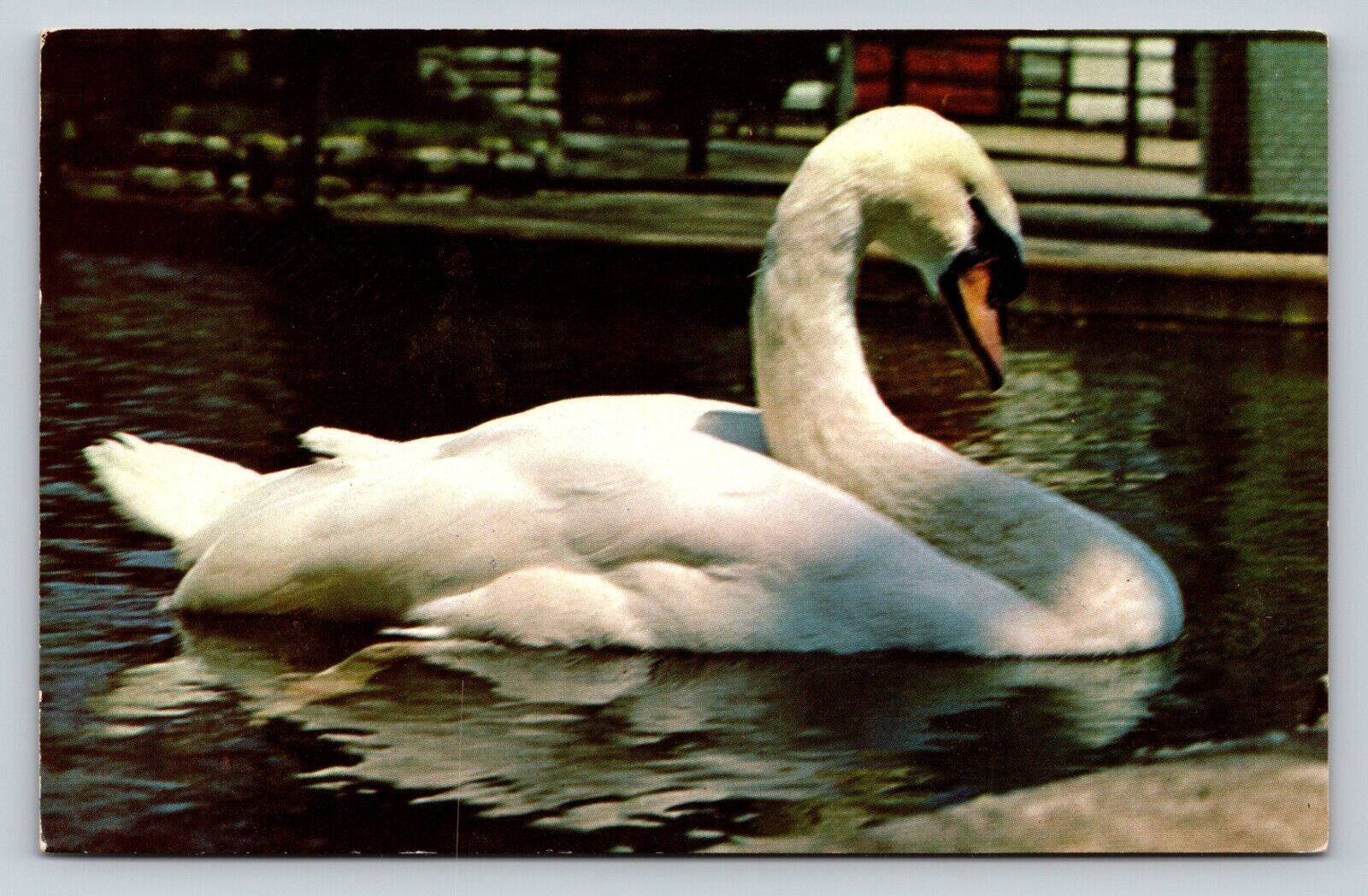 Beautiful Swan on the Water Vintage Postcard 0688