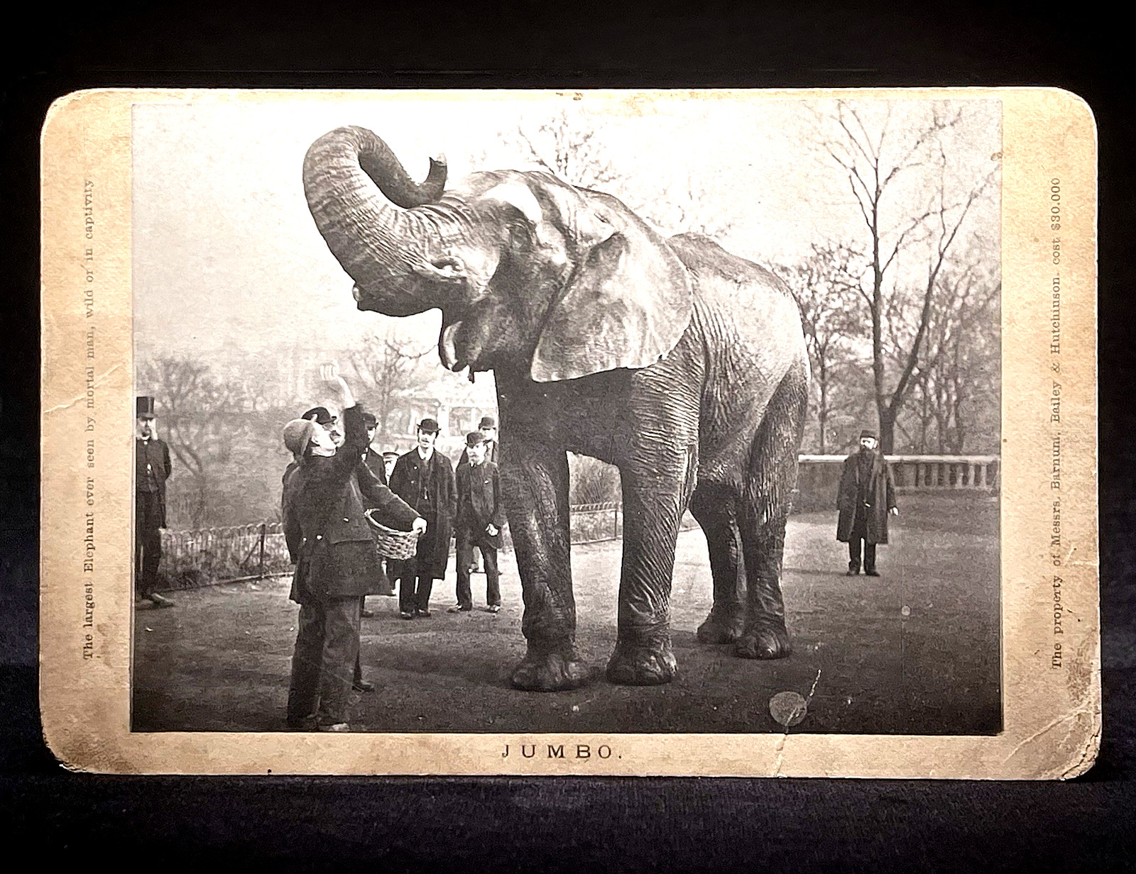 VERY RARE CIRCUS CABINET PHOTO - \ VERY RARE CIRCUS CABINET PHOTO - \