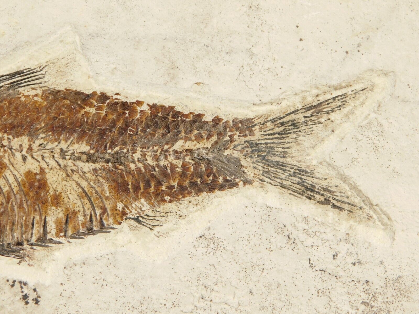 Visible SCALES 50 Million Year Old Knightia FISH Fossil w/ Stand Wyoming 985gr