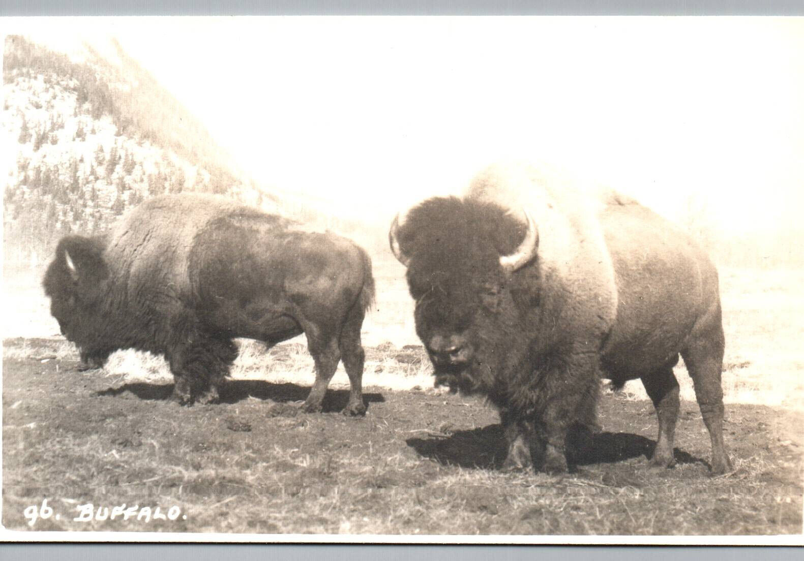RPPC Buffalo Postcard Buffalos Bison Bull Horns Real Photo Post Card Animal