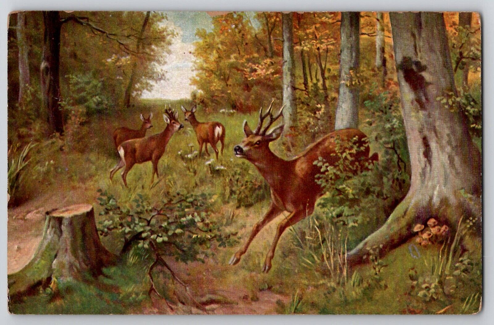 Roe Deer Herd Bucks Wildlife Forest Art Antique Postcard 1910s No. 6019