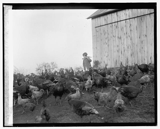 Photo:Geraldine Day 1925 Child with Turkeys Barnyard Scene