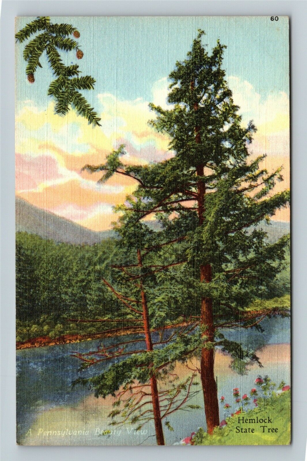 PA-Pennsylvania Hemlock State Tree Vintage Souvenir Postcard