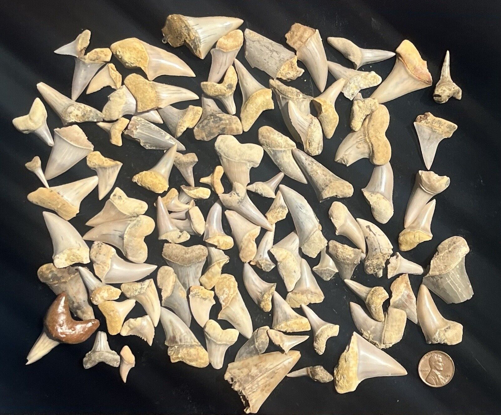 100  California  Fossil - Shark Tooth Hill - Mako Megalodon Era Sharks Fossils