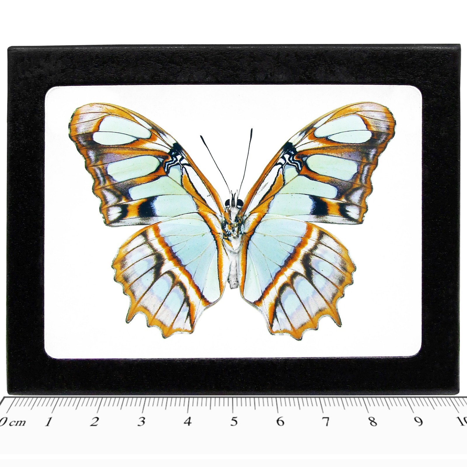 Siproeta stelenes verso REAL FRAMED BUTTERFLY GREEN MALACHITE PERU