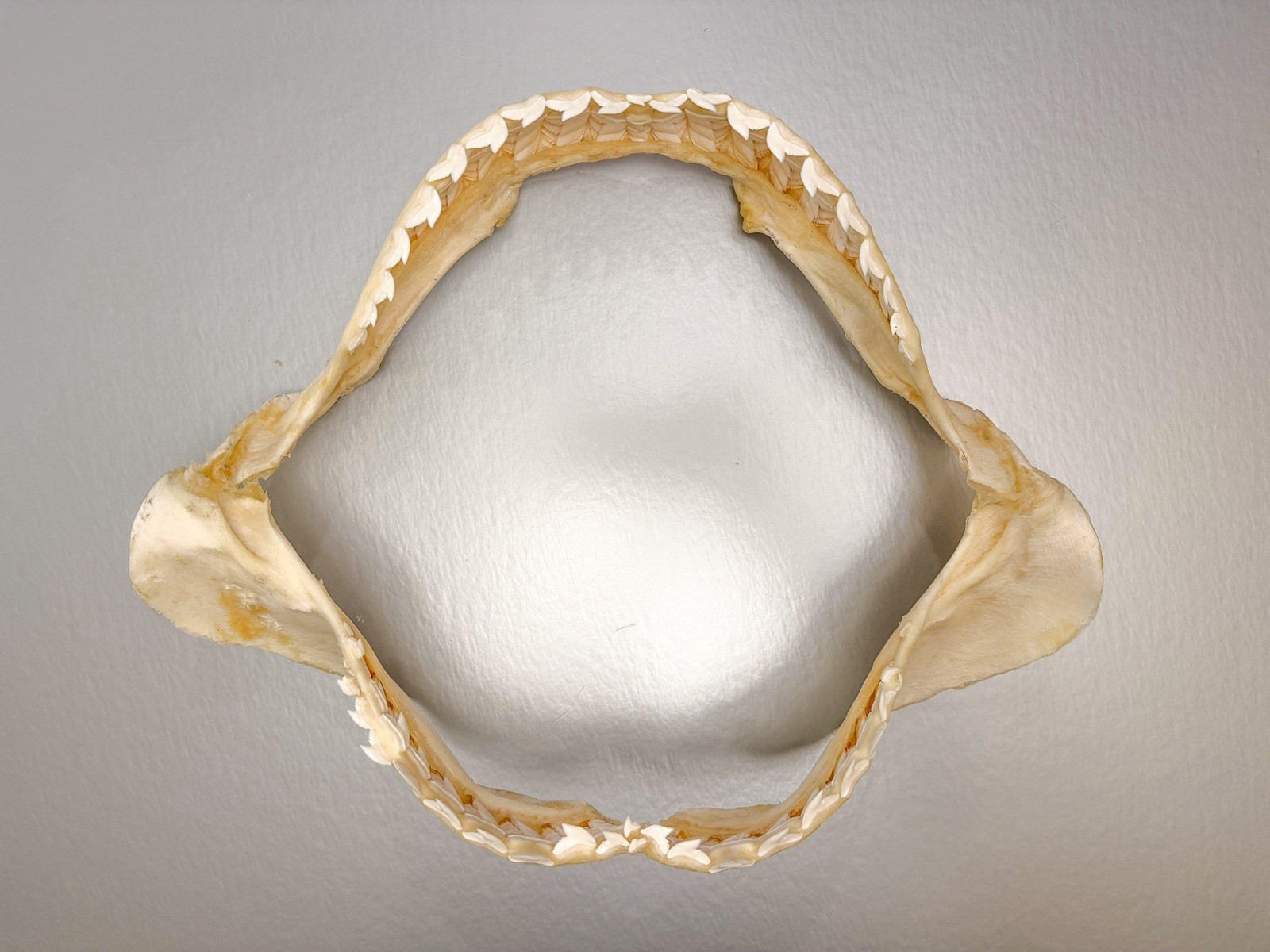 Large 16” Tiger Shark Jaw Taxidermy Clean Educational Set Jaws Natural Teeth