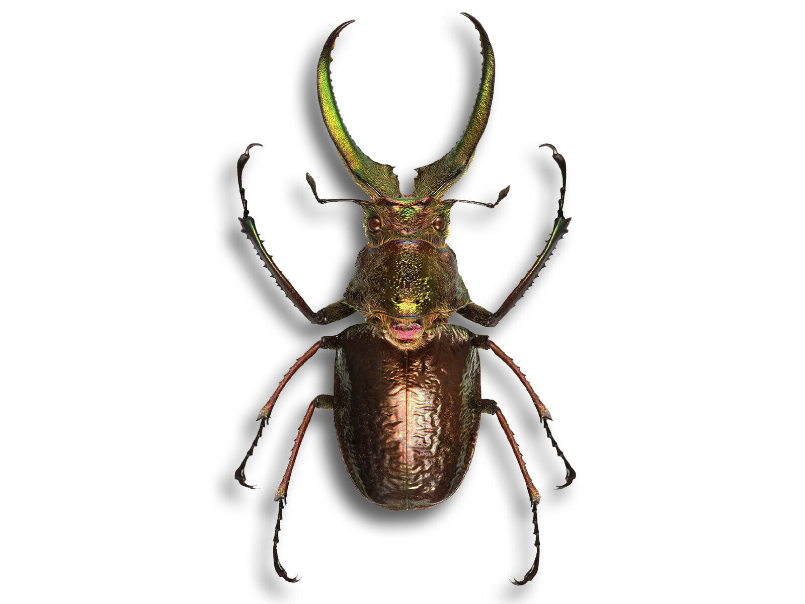 REAL Sphaenognathus Giganteus +55mm MALE Stag Beetle 4 Eyes Unmounted USA